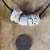 Weathered and Ocean Tumbled Puka Shell Necklace (#9593) | seastar-9595.jpg